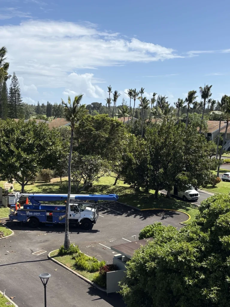 HTM crew member in a bucket truck trimming a coconut palm in Hawaii