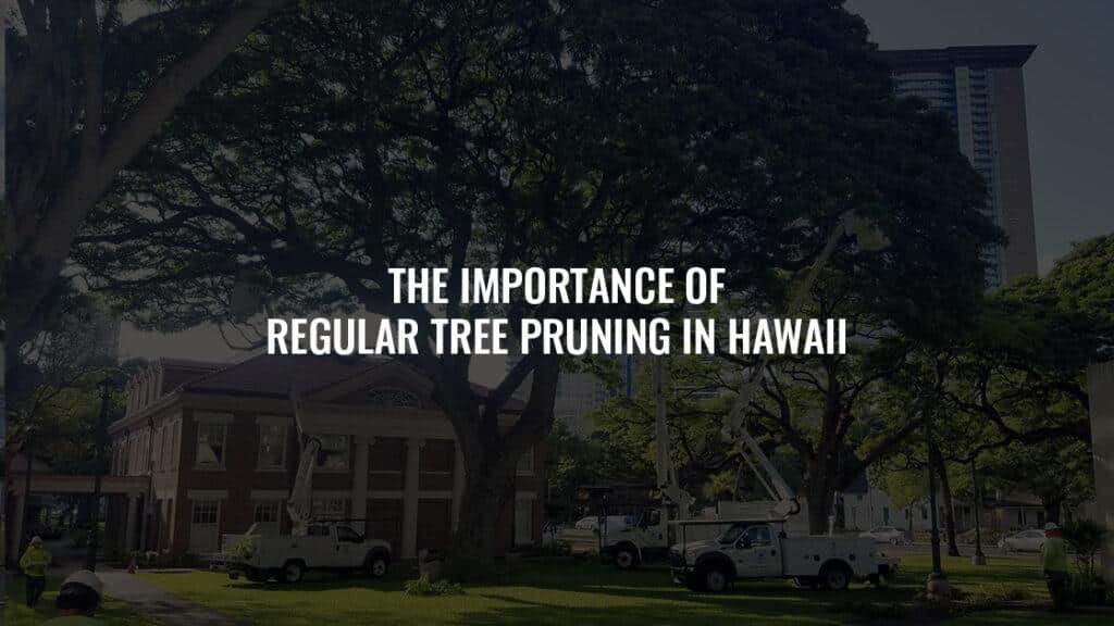 The Importance of Regular Tree Pruning in Hawaii: Keeping Trees Healthy and Thriving