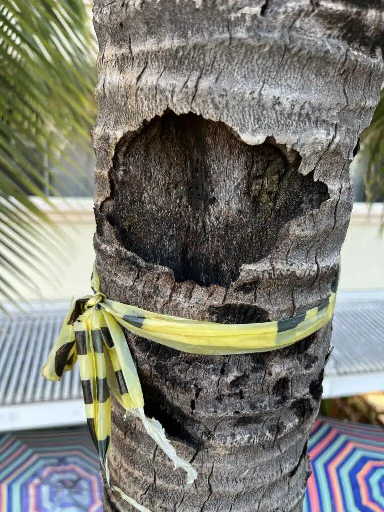 Tree Risk Assessment Hawaii - HTM Contractors