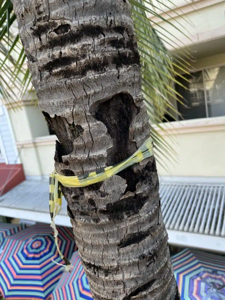 Tree Risk Assessment Hawaii - HTM Contractors