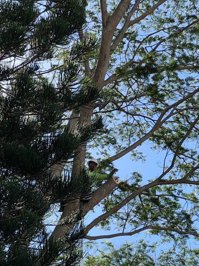 Tree Trimming Services In Hawaii - HTM Contractors