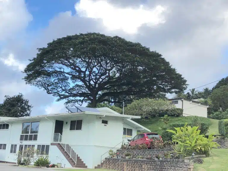 Tree Trimming Services In Hawaii - HTM Contractors