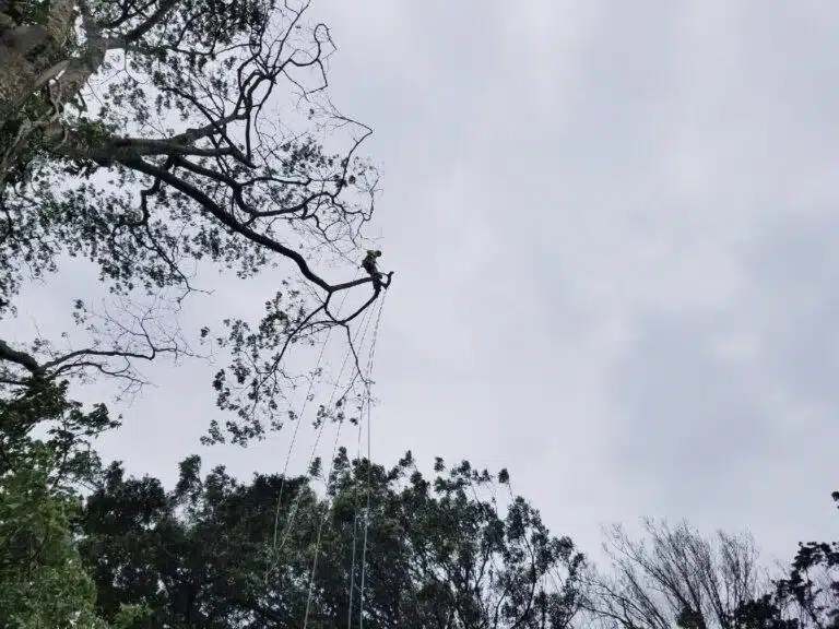 Tree Trimming Services In Hawaii - HTM Contractors