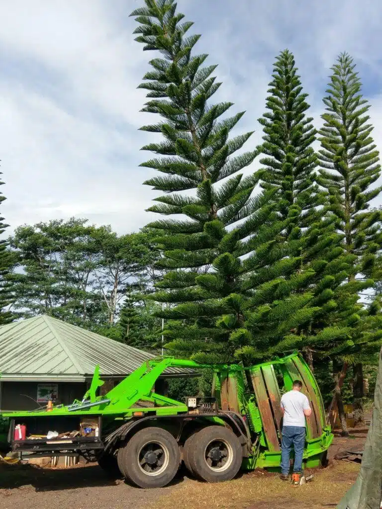 Tree Transplanting HTM Contractors Hawaii