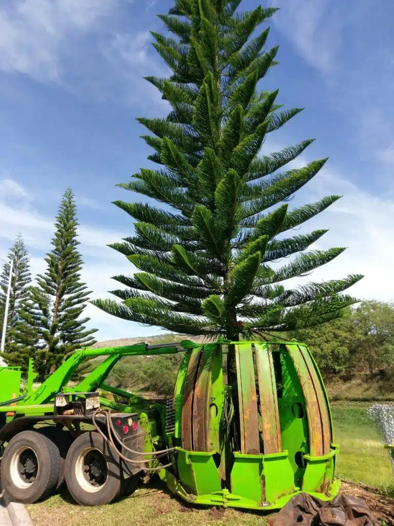 Tree Transplanting HTM Contractors Hawaii
