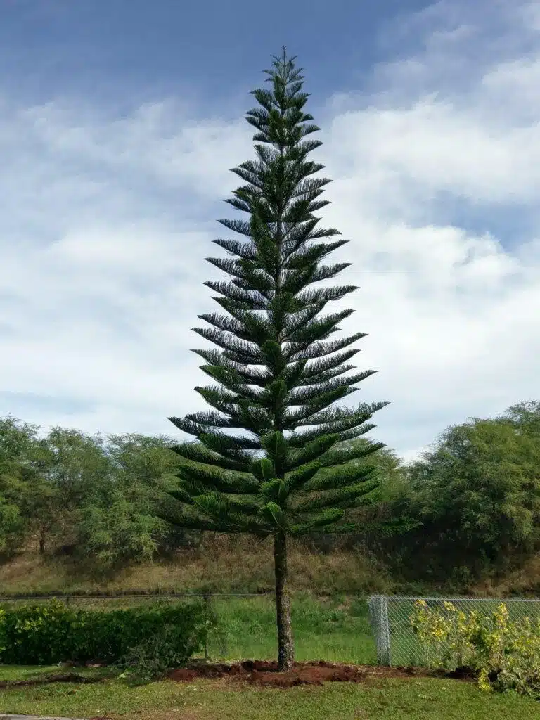 Tree Transplanting HTM Contractors Hawaii