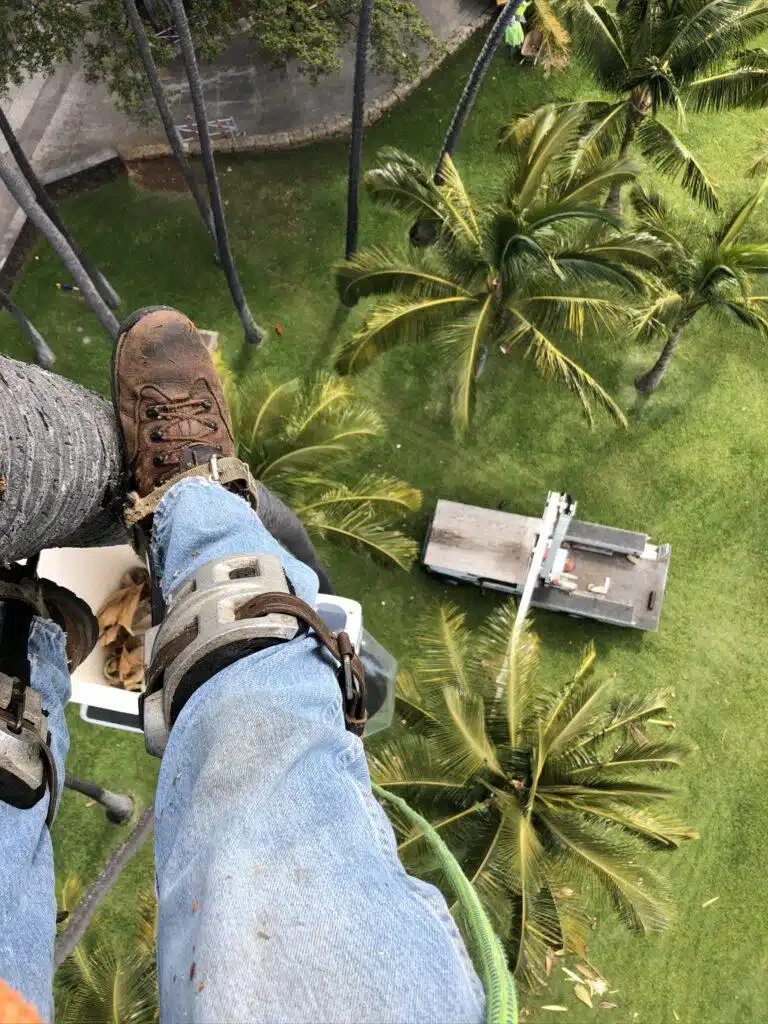 Tree Trimming Services In Hawaii - HTM Contractors