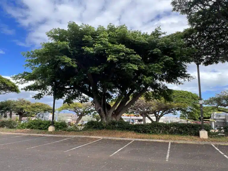 Crown Reduction Services In Hawaii - HTM Contractors