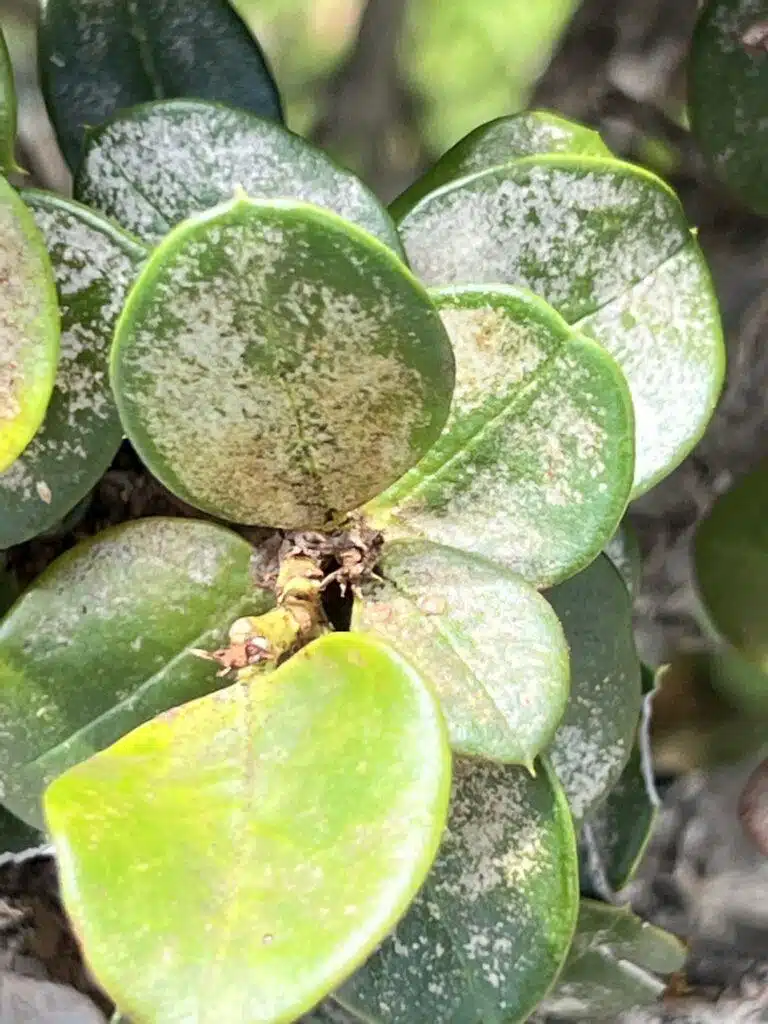 Tree Diagnosing In Hawaii - HTM Contractors