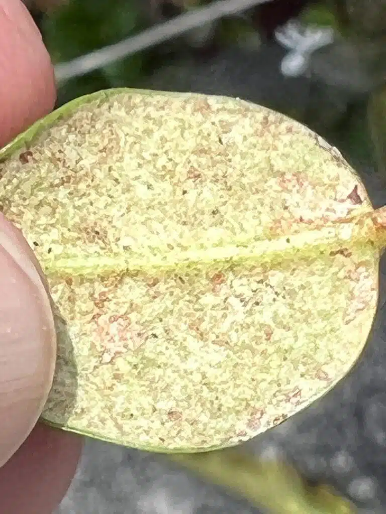 Tree Diagnosing In Hawaii - HTM Contractors