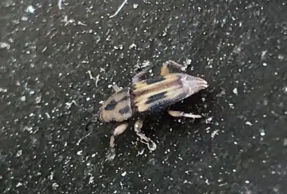 Tree Diagnosing In Hawaii - HTM Contractors