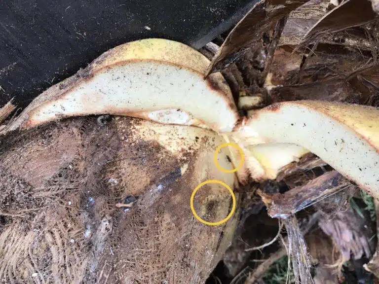 Tree Diagnosing In Hawaii - HTM Contractors