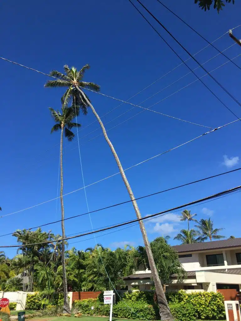Tree Trimming Services Hawaii