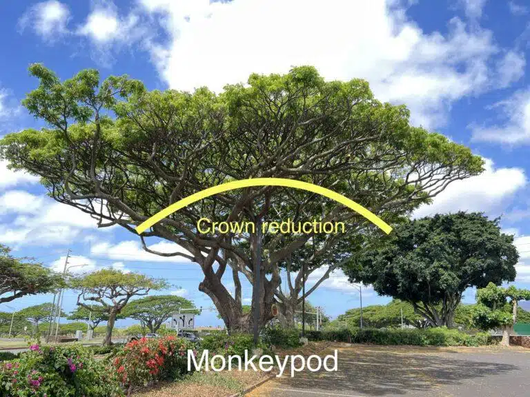 Crown Reduction Services In Hawaii - HTM Contractors