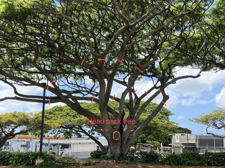 Crown Reduction Services In Hawaii - HTM Contractors