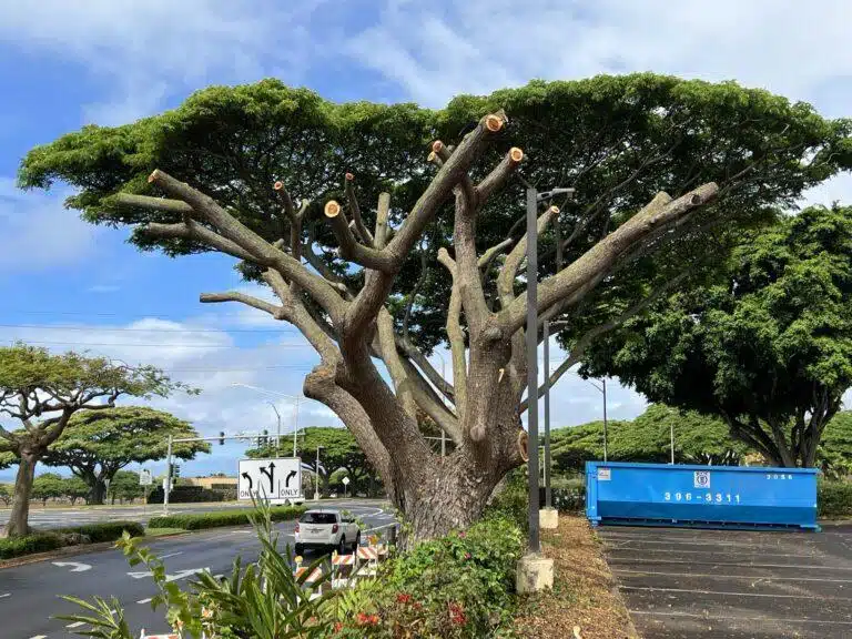 Crown Reduction Services In Hawaii - HTM Contractors