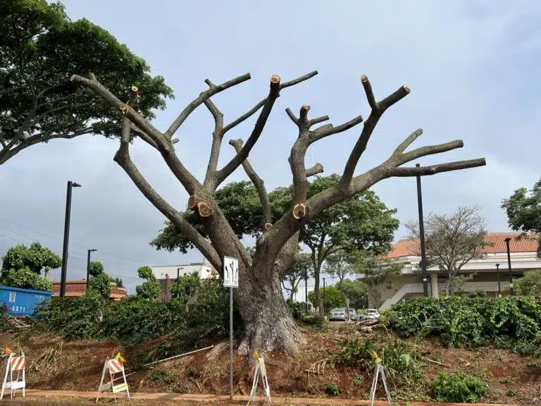 Crown Reduction Services In Hawaii - HTM Contractors