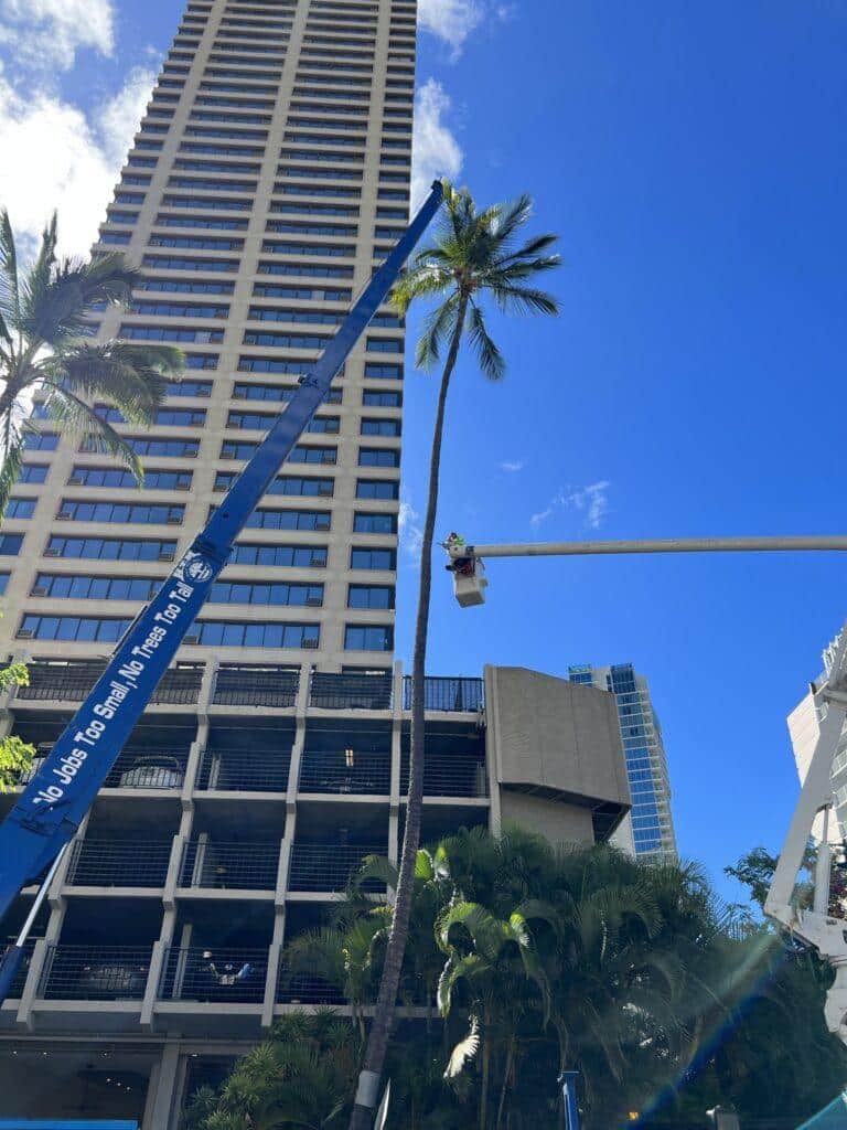 Tree Removal In Hawaii - HTM Contractors