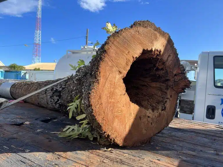 Tree Risk Assessment Hawaii - HTM Contractors