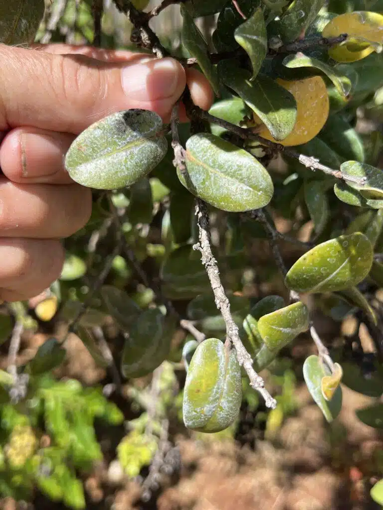 Tree Diagnosing In Hawaii - HTM Contractors
