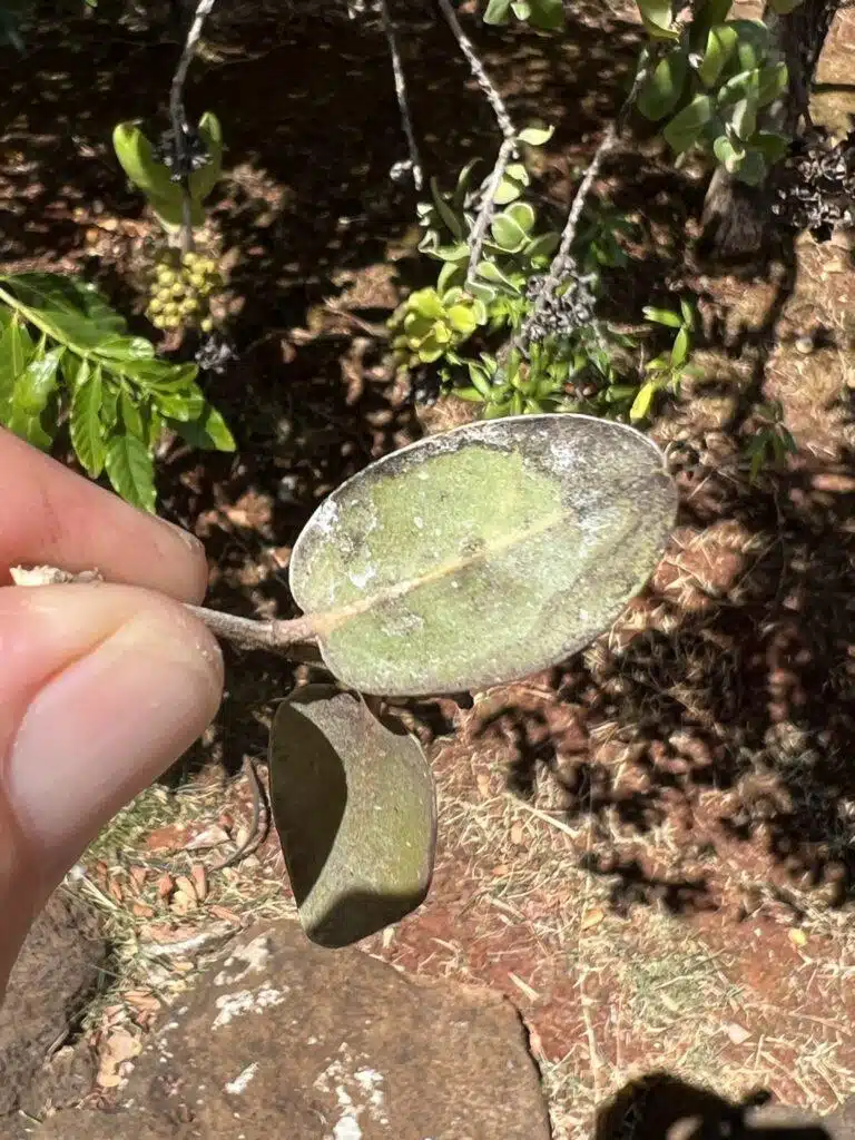 Tree Diagnosing In Hawaii - HTM Contractors