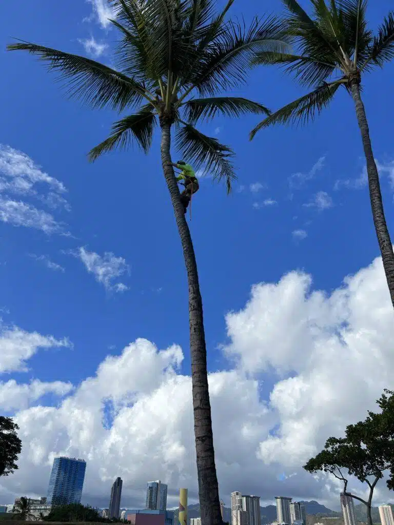 Tree Trimming Services In Hawaii - HTM Contractors