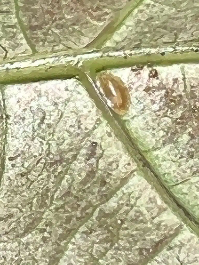 Tree Diagnosing In Hawaii - HTM Contractors