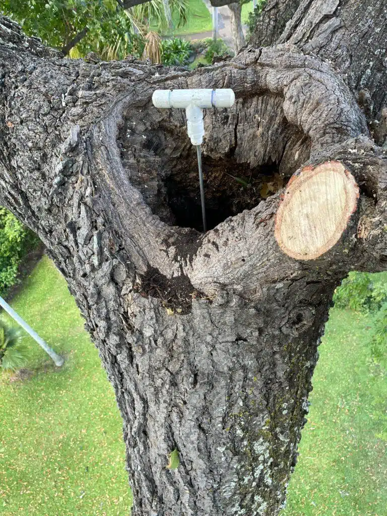 Tree Risk Assessment Hawaii - HTM Contractors