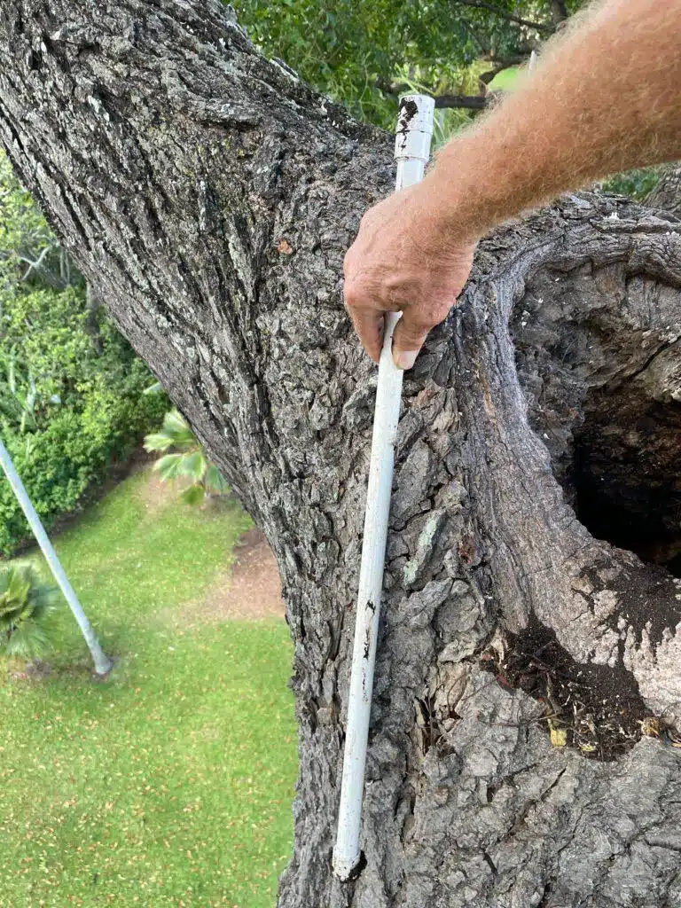 Tree Risk Assessment Hawaii - HTM Contractors