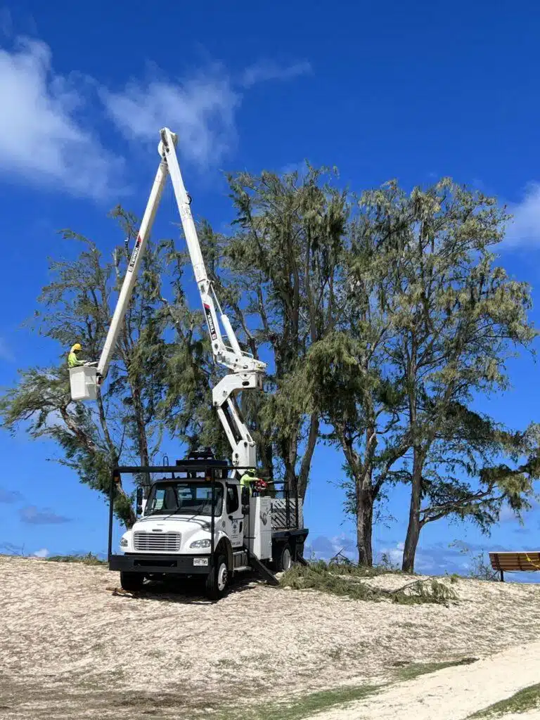 Crown Reduction In Hawaii