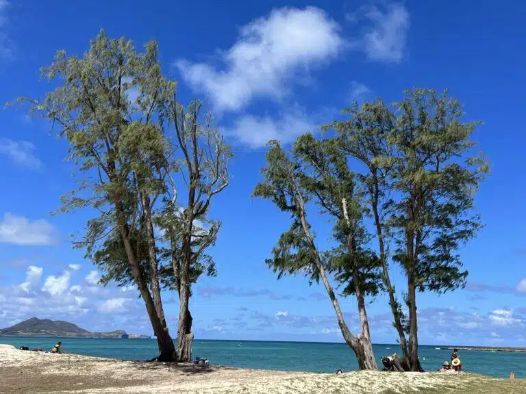 Crown Reduction In Hawaii