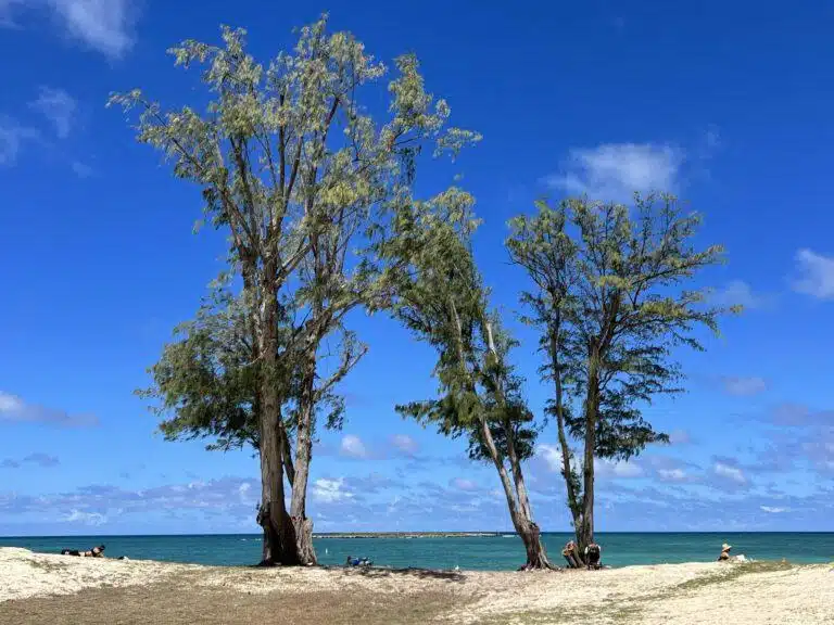 Crown Reduction In Hawaii