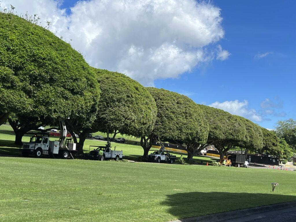 Tree Shaping Services Hawaii - HTM Contractors