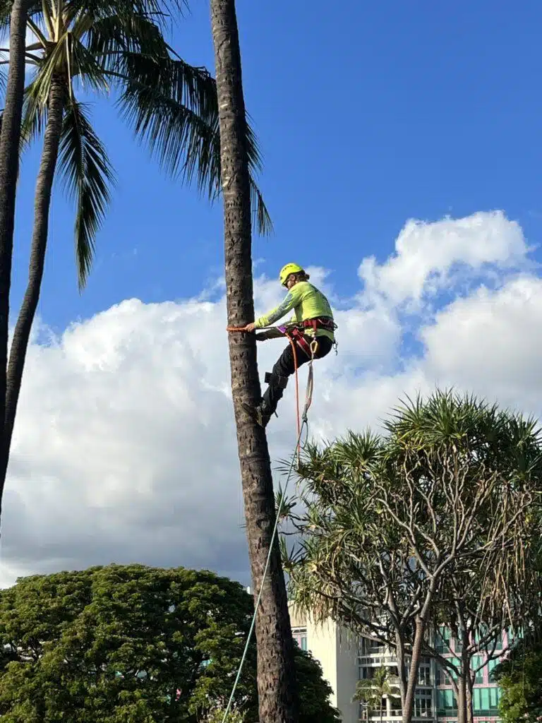 Tree Trimming Services In Hawaii - HTM Contractors