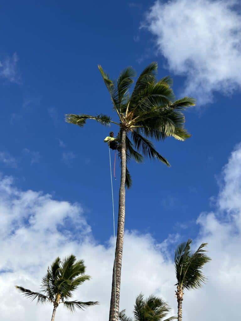 Palm Tree Trimming Hawaii