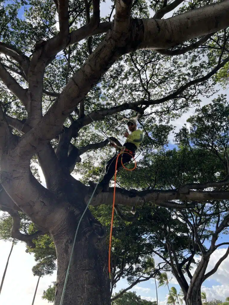 Tree Trimming Services In Hawaii - HTM Contractors