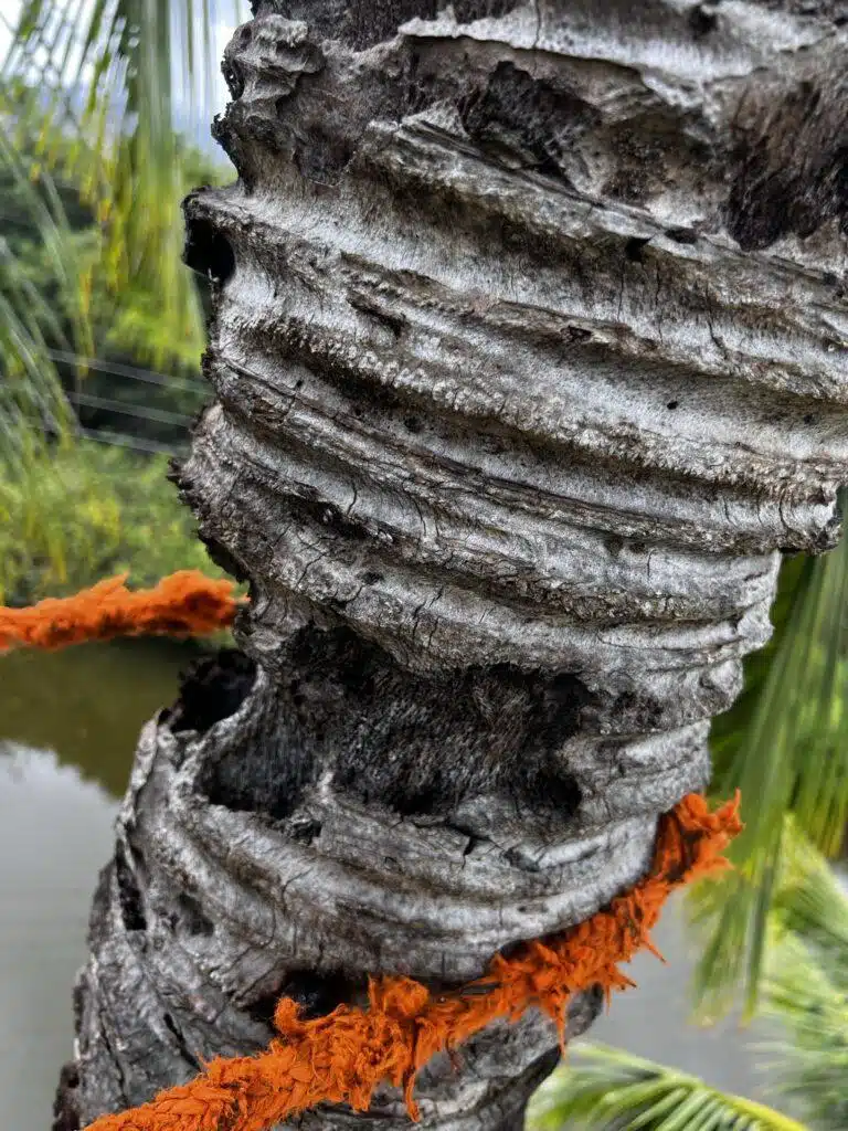 Tree Risk Assessment Hawaii - HTM Contractors