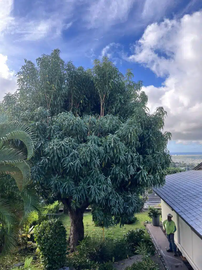 Tree Trimming Services In Hawaii - HTM Contractors