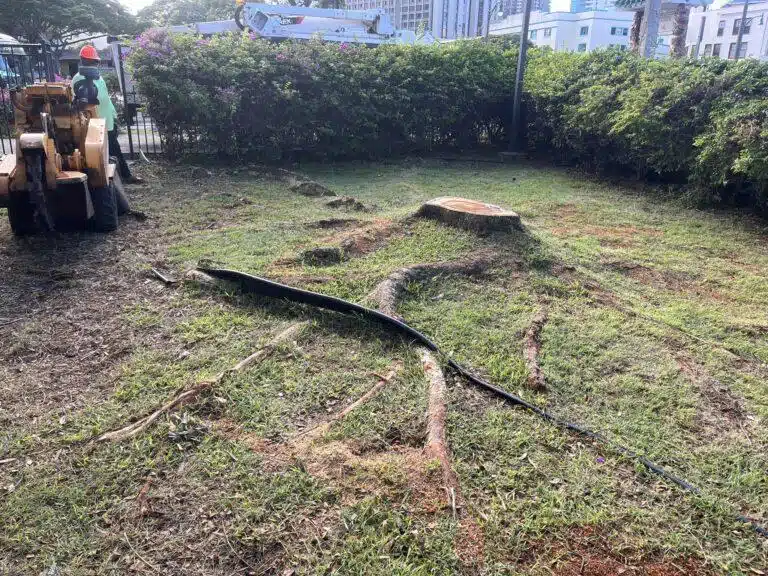 Stump Grinding and Removal Hawaii - HTM Contractors