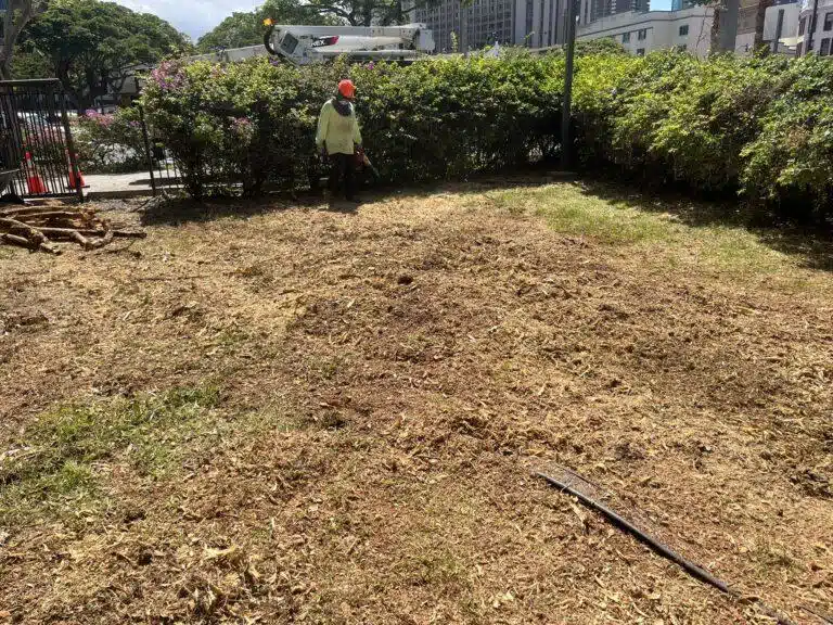 Stump Grinding and Removal Hawaii - HTM Contractors