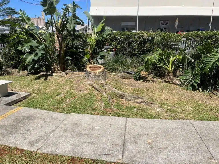 Stump Grinding and Removal Hawaii - HTM Contractors