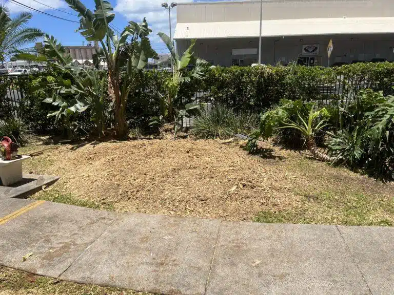 Stump Grinding and Removal Hawaii - HTM Contractors