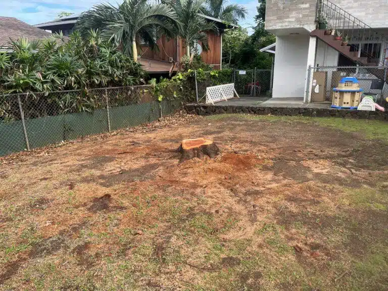 Stump Grinding and Removal Hawaii - HTM Contractors