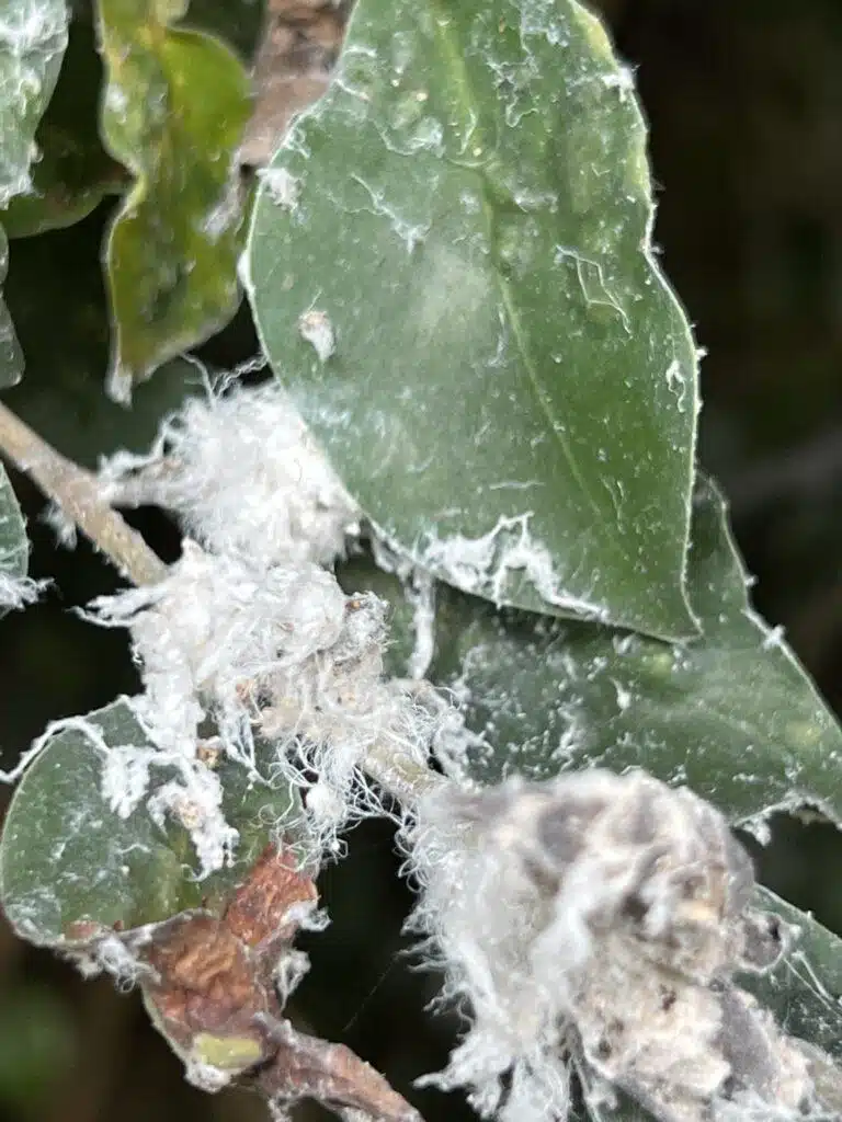 Tree Diagnosing In Hawaii - HTM Contractors