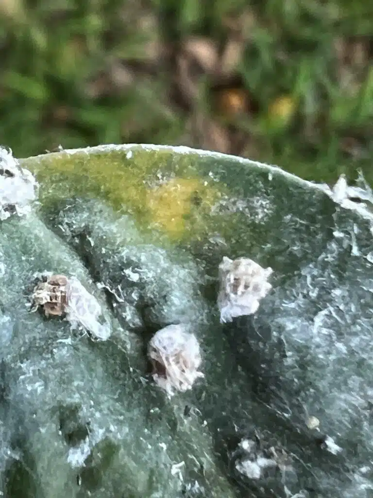 Tree Diagnosing In Hawaii - HTM Contractors