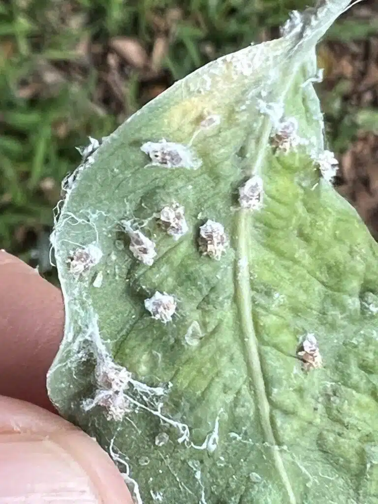 Tree Diagnosing In Hawaii - HTM Contractors