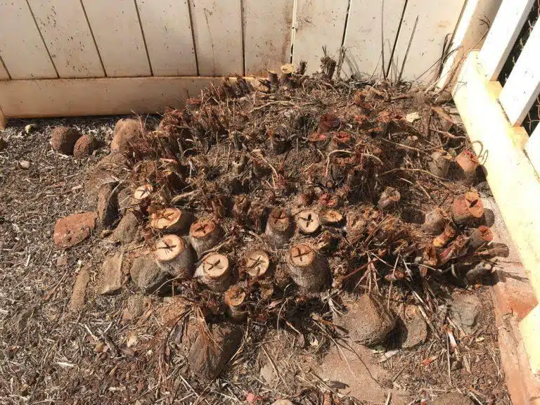 Stump Grinding and Removal Hawaii - HTM Contractors