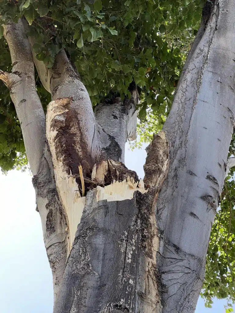 Tree Risk Assessment Hawaii - HTM Contractors