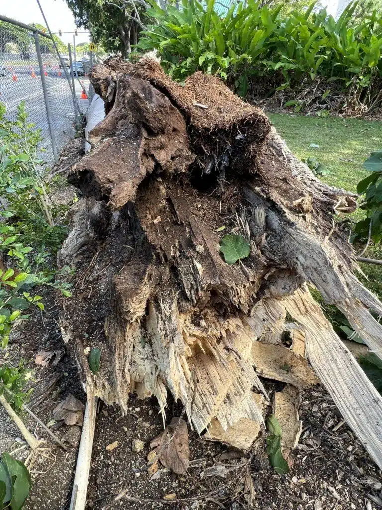 Tree Risk Assessment Hawaii - HTM Contractors