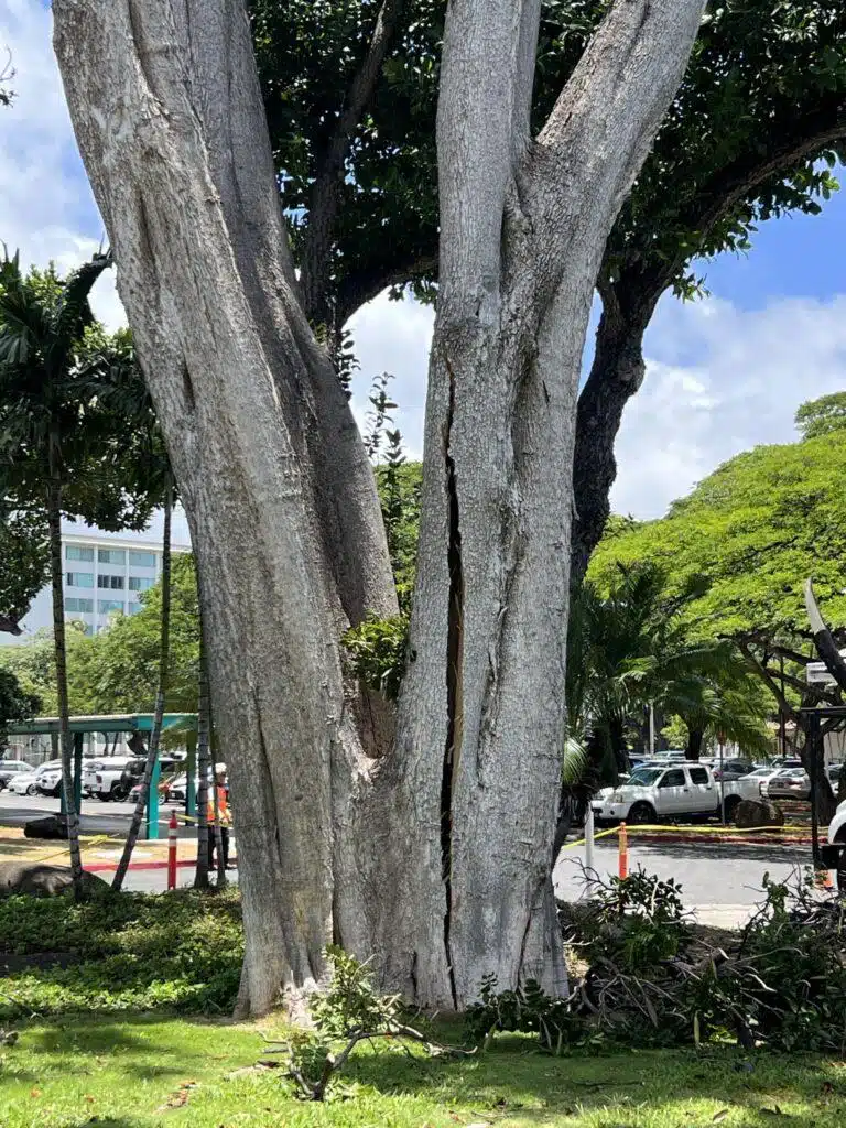 Tree Risk Assessment Hawaii - HTM Contractors